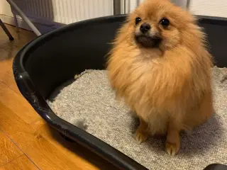 pomchi tæve 1 år
