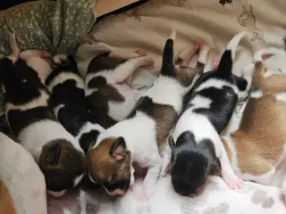 Dansk svensk gårdhunde hvalpe