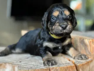 Doodle eller Setter poo, kært barn har mange navne