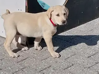Gul labrador tæve.