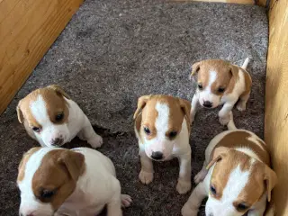Hundehvalpe