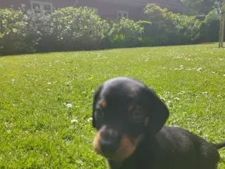 Gravhunde hvalpe korthåret Black and Tan