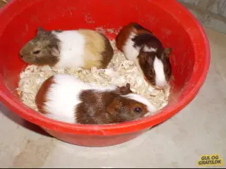 Marsvinunger - De bedste kæleracer 