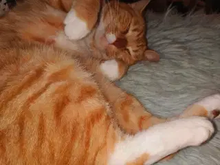 Søger nyt indehjem sammen 