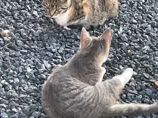 Kattekilling foræres væk