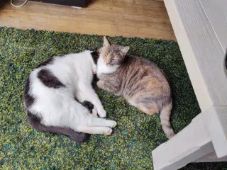 2 skønne katte