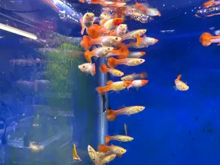 Santa Claus guppy