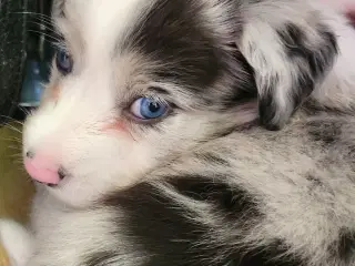 Border collie/ Australien Shepherd mix