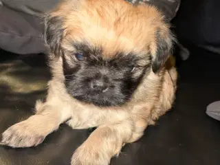Lhasa apso/pekingeser hvalp