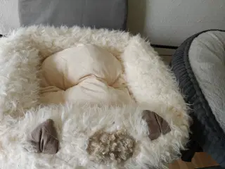 Katte hunde seng 