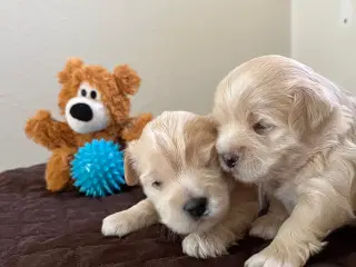 Bichon Havanaiser 
