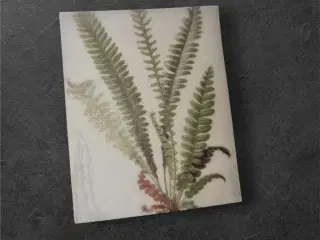 Fern Fantasy – Detaljeret Bregneillustration på Pa