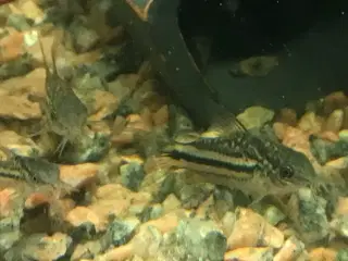 Corydoras maller sterbai