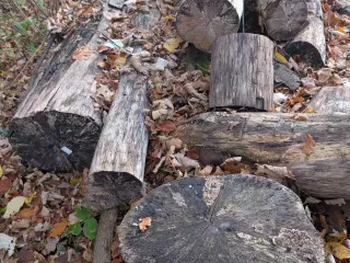 Savet træ til brænde