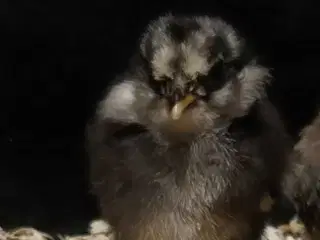 Dværg mix kyllinger 