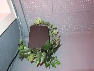 Trådløs højtaler BLUESOUND INTERNATIONAL Pulse Flex 2i