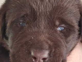Brun labrador hvalpe sælges 