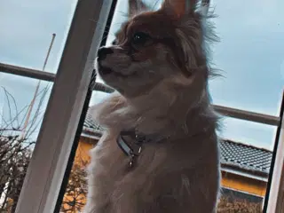 Pomeranian Blanding 
