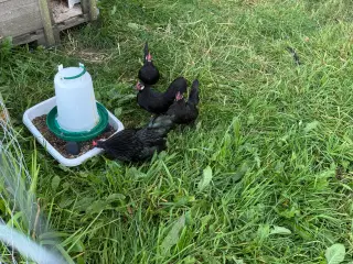 Dværghøns Bantam