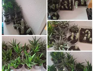 Baby-planter klar til nye vindueskarme