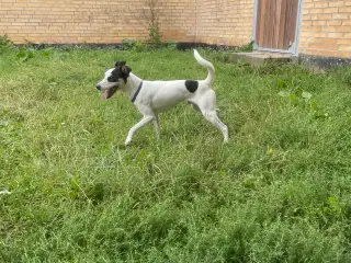 Dansk svensk Gårdhund 