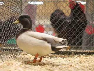 Blå gule Mignon ænder