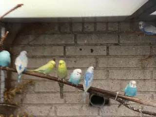 Undulater med eller uden bur