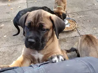 Cane Corso hvalpe