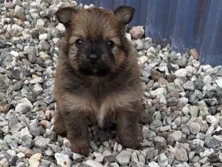 Pomeranian han hvalpe