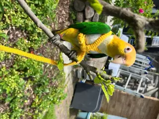 Han caique søger nyt hjem 