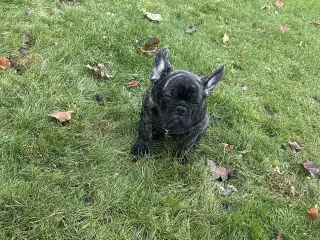 Brindle December fransk bulldog