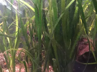 Vallisneria akvarieplanter.