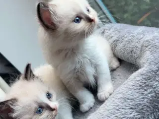 Ragdoll killinger 