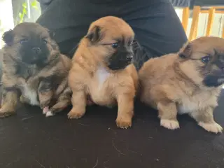 Pomeranian/Chihuahua