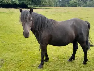 4 + 5 års vallakker, ca. 115 cm i stang