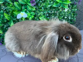 Mini Leon lop han 6 mån . Bor i haven