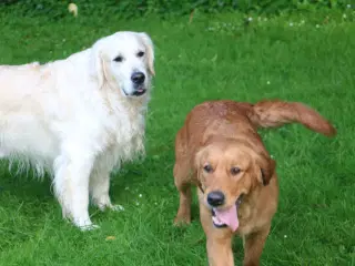 Verdens smukkeste Golden Retriever hvalpe til salg