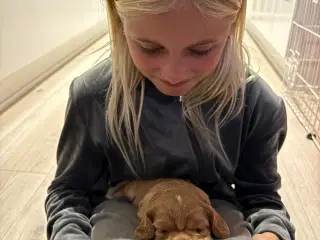 Cavapoo hvalpe 