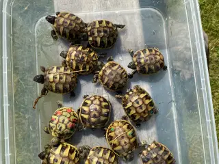 Skildpadde landskildpadde 