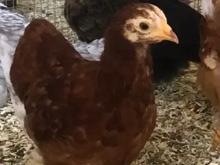 Dværg høne kyllinger