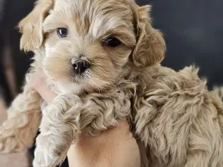 Mini maltipoo