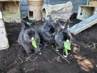 Trekløver ✅️ Klar til adoption ♀️♂️♂️