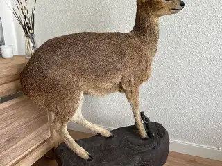 Flot Klipspringer fra Namibia 