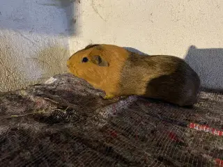 Marsvin hunner sælges