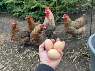 Rugeæg af Bielefelder 