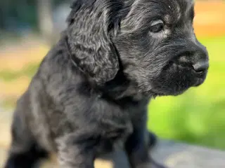 Mini Golden fra undersøgte forældre 5 uger gammel