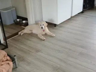 Golden Retriever hvalp på 4 mdr