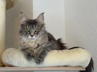 Smukke og kærlige Nova søger nyt, roligt hjem 🐾