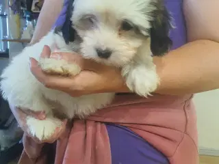 Bichon Havanais / coton de tulear