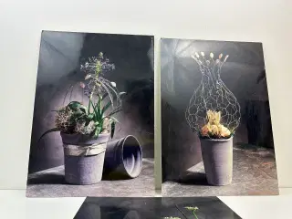 3 stk. originale foto-kunsttryk på plade (retro)